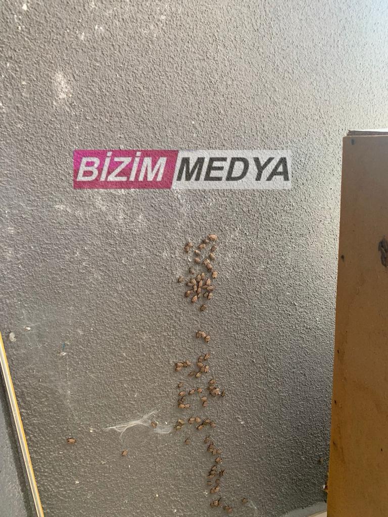 KAHVERENGİ KOKARCA GERİ DÖNDÜ…