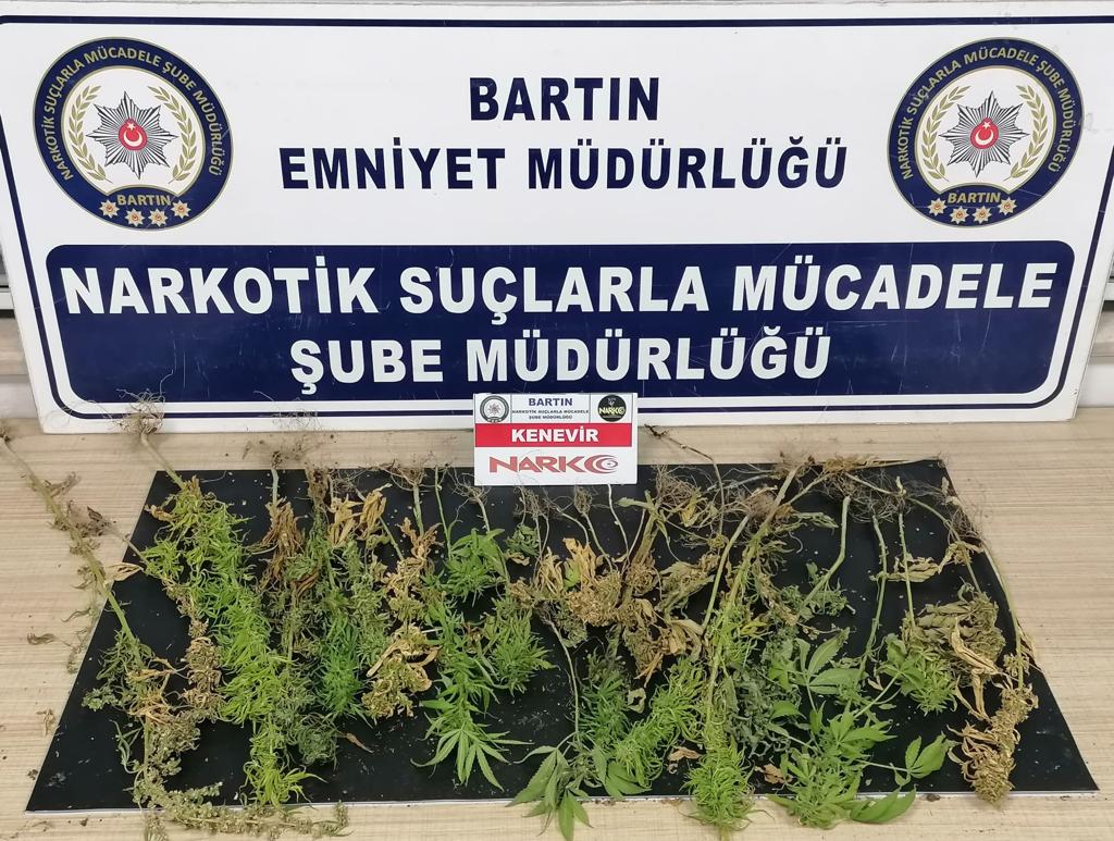 35 KÖK KENEVİR ELE GEÇİRİLDİ…